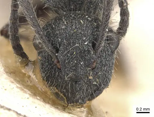 Polyrhachis arcuata specimen CASENT0910817 image casent0910817_2