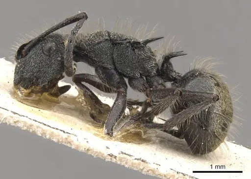 Polyrhachis arcuata specimen CASENT0910817 image casent0910817_3