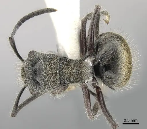 Polyrhachis arcuata specimen CASENT0919883 image casent0919883_1