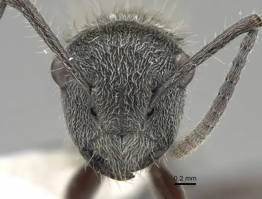 Polyrhachis arcuata specimen CASENT0919883 image casent0919883_2
