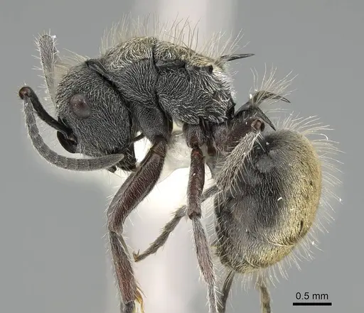 Polyrhachis arcuata specimen CASENT0919883 image casent0919883_3