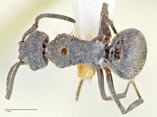 Polyrhachis arcuata specimen FOCOL2612 image focol2612_1