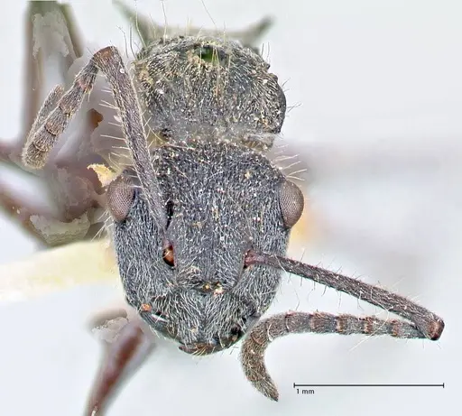 Polyrhachis arcuata specimen FOCOL2612 image focol2612_2