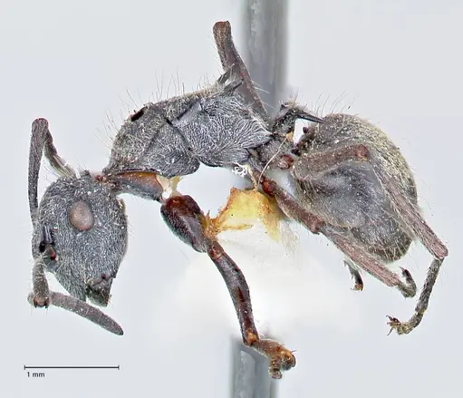 Polyrhachis arcuata specimen FOCOL2612 image focol2612_3