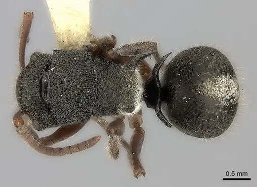 Polyrhachis argenteosignata specimen CASENT0217746 image casent0217746_1