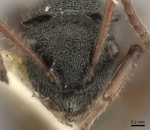 Polyrhachis argenteosignata specimen CASENT0217746 image casent0217746_2