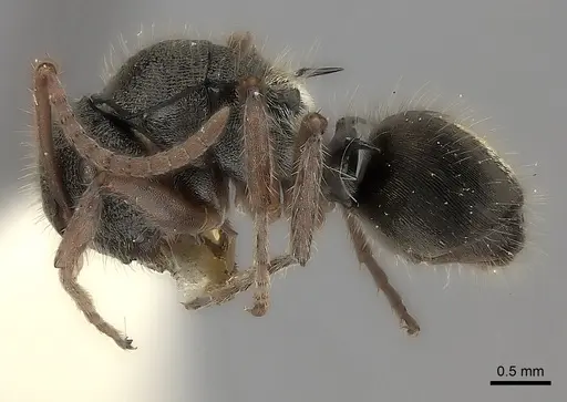 Polyrhachis argenteosignata specimen CASENT0217746 image casent0217746_3