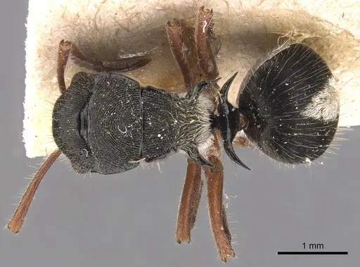 Polyrhachis argenteosignata specimen CASENT0905586 image casent0905586_1
