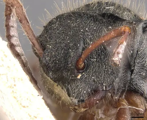 Polyrhachis argenteosignata specimen CASENT0905586 image casent0905586_2