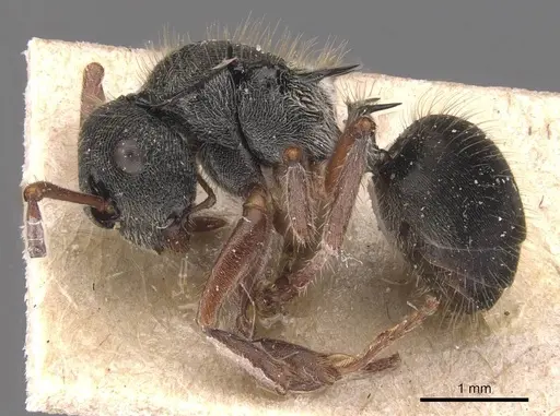 Polyrhachis argenteosignata specimen CASENT0905586 image casent0905586_3