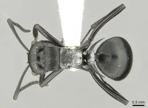 Polyrhachis argentosa specimen CASENT0906600 image casent0906600_1