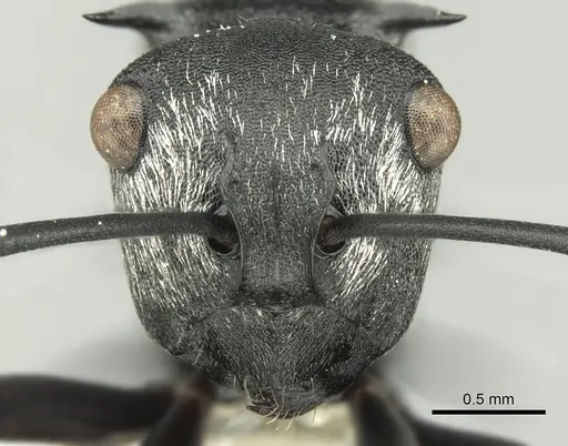 Polyrhachis argentosa specimen CASENT0906600 image casent0906600_2