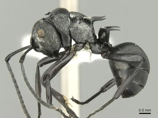 Polyrhachis argentosa specimen CASENT0906600 image casent0906600_3