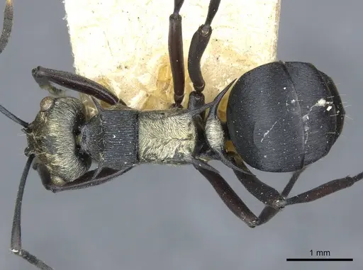 Polyrhachis argentosa specimen CASENT0910844 image casent0910844_1