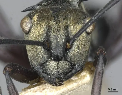 Polyrhachis argentosa specimen CASENT0910844 image casent0910844_2
