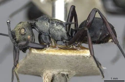 Polyrhachis argentosa specimen CASENT0910844 image casent0910844_3