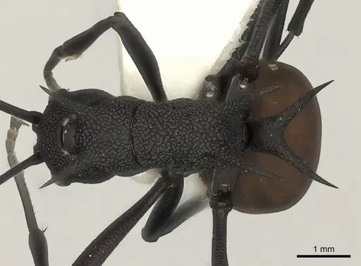 Polyrhachis armata specimen CASENT0217747 image casent0217747_1