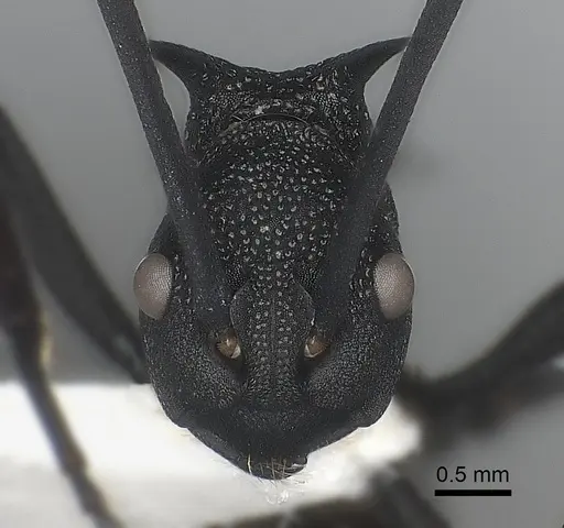 Polyrhachis armata specimen CASENT0217747 image casent0217747_2