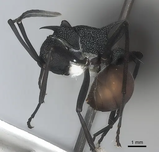 Polyrhachis armata specimen CASENT0217747 image casent0217747_3