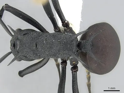 Polyrhachis armata specimen CASENT0281398 image casent0281398_1