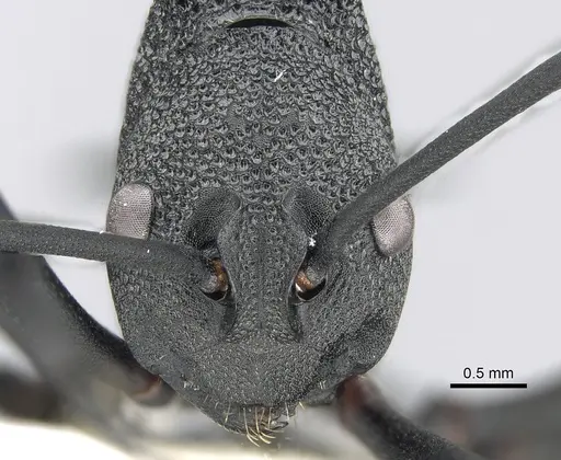 Polyrhachis armata specimen CASENT0281398 image casent0281398_2