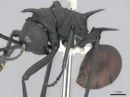 Polyrhachis armata specimen CASENT0281398 image casent0281398_3