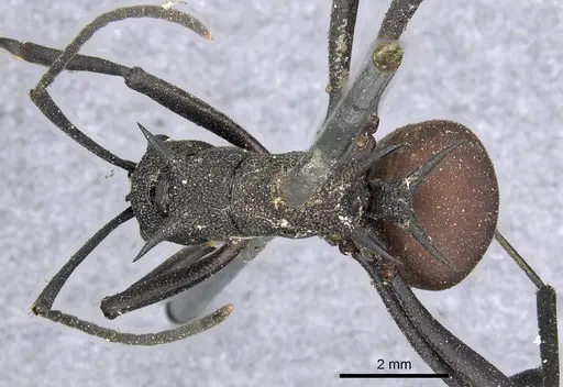 Polyrhachis armata specimen CASENT0901845 image casent0901845_1