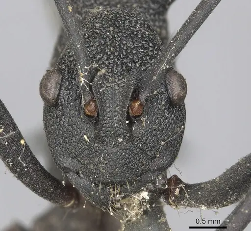 Polyrhachis armata specimen CASENT0901845 image casent0901845_2