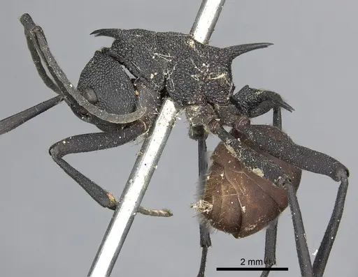 Polyrhachis armata specimen CASENT0901845 image casent0901845_3