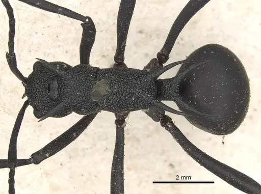 Polyrhachis armata specimen CASENT0901854 image casent0901854_1