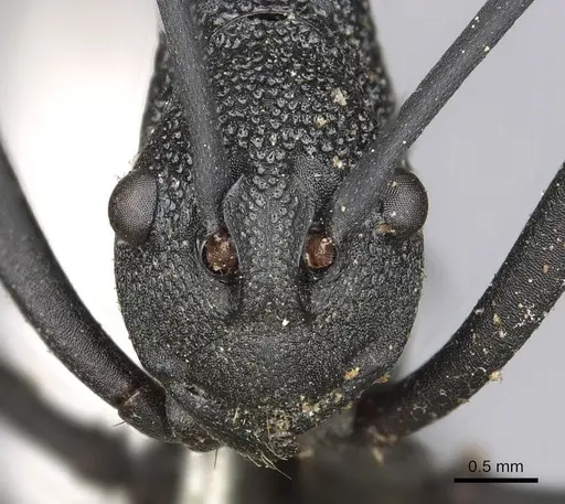 Polyrhachis armata specimen CASENT0901854 image casent0901854_2