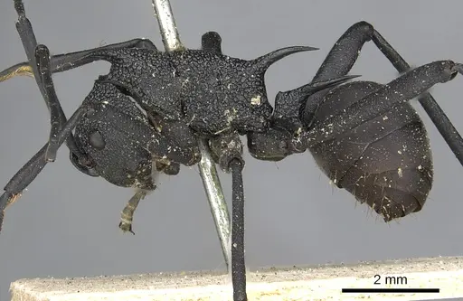 Polyrhachis armata specimen CASENT0901854 image casent0901854_3