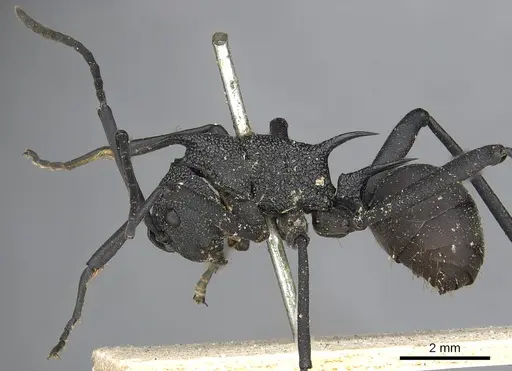 Polyrhachis armata specimen CASENT0901854 image casent0901854_4