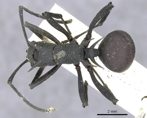 Polyrhachis armata specimen CASENT0903381 image casent0903381_1