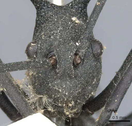 Polyrhachis armata specimen CASENT0903381 image casent0903381_2