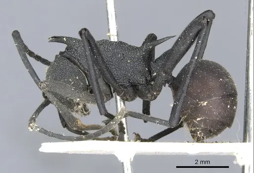 Polyrhachis armata specimen CASENT0903381 image casent0903381_3