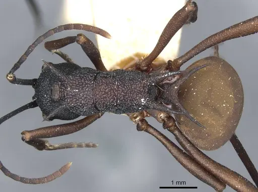Polyrhachis armata specimen CASENT0910861 image casent0910861_1