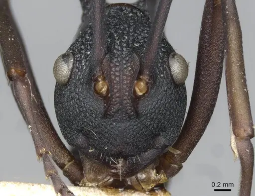 Polyrhachis armata specimen CASENT0910861 image casent0910861_2