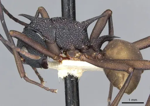 Polyrhachis armata specimen CASENT0910861 image casent0910861_3