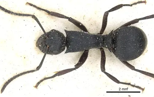Polyrhachis arnoldi specimen CASENT0903461 image casent0903461_1