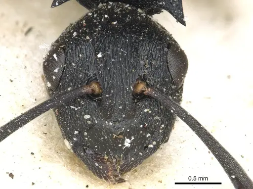 Polyrhachis arnoldi specimen CASENT0903461 image casent0903461_2