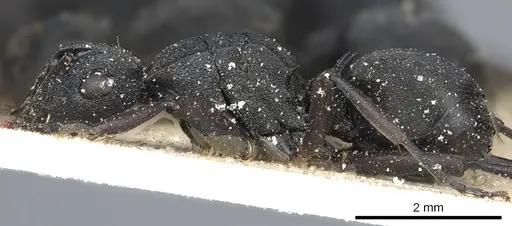 Polyrhachis arnoldi specimen CASENT0903461 image casent0903461_3