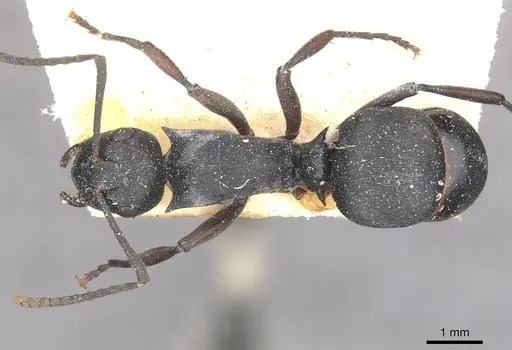 Polyrhachis arnoldi specimen CASENT0910943 image casent0910943_1