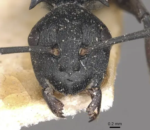 Polyrhachis arnoldi specimen CASENT0910943 image casent0910943_2
