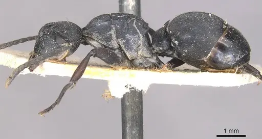 Polyrhachis arnoldi specimen CASENT0910943 image casent0910943_3
