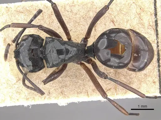 Polyrhachis aruensis specimen CASENT0910959 image casent0910959_1