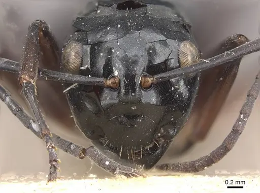 Polyrhachis aruensis specimen CASENT0910959 image casent0910959_2