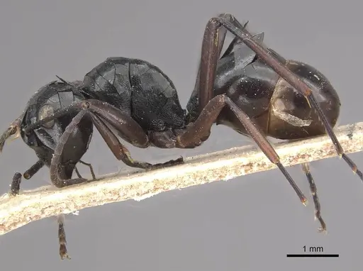 Polyrhachis aruensis specimen CASENT0910959 image casent0910959_3