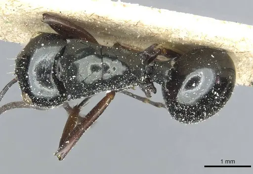 Polyrhachis aruensis specimen CASENT0912102 image casent0912102_1