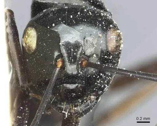 Polyrhachis aruensis specimen CASENT0912102 image casent0912102_2